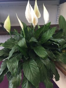 Peace Lily $30 - 60