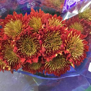 Fall Cremones $2 per stem