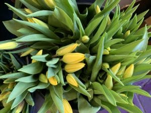 Pastel Tulips $14.95 per bunch