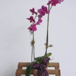 Orchids $25.95-$30