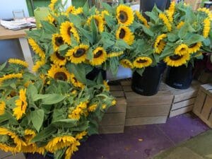 Local Sunflowers $2 per stem