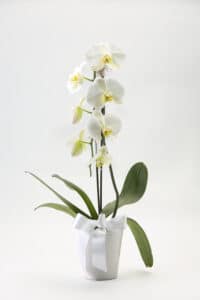Cascading Phalaenopsis Orchid Plant $60
