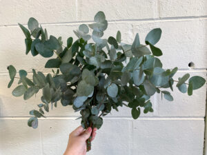 Cinerea Eucalyptus $19.95
