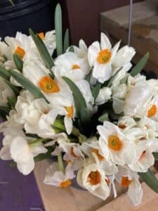 Novelty Daffodils $2 per stem